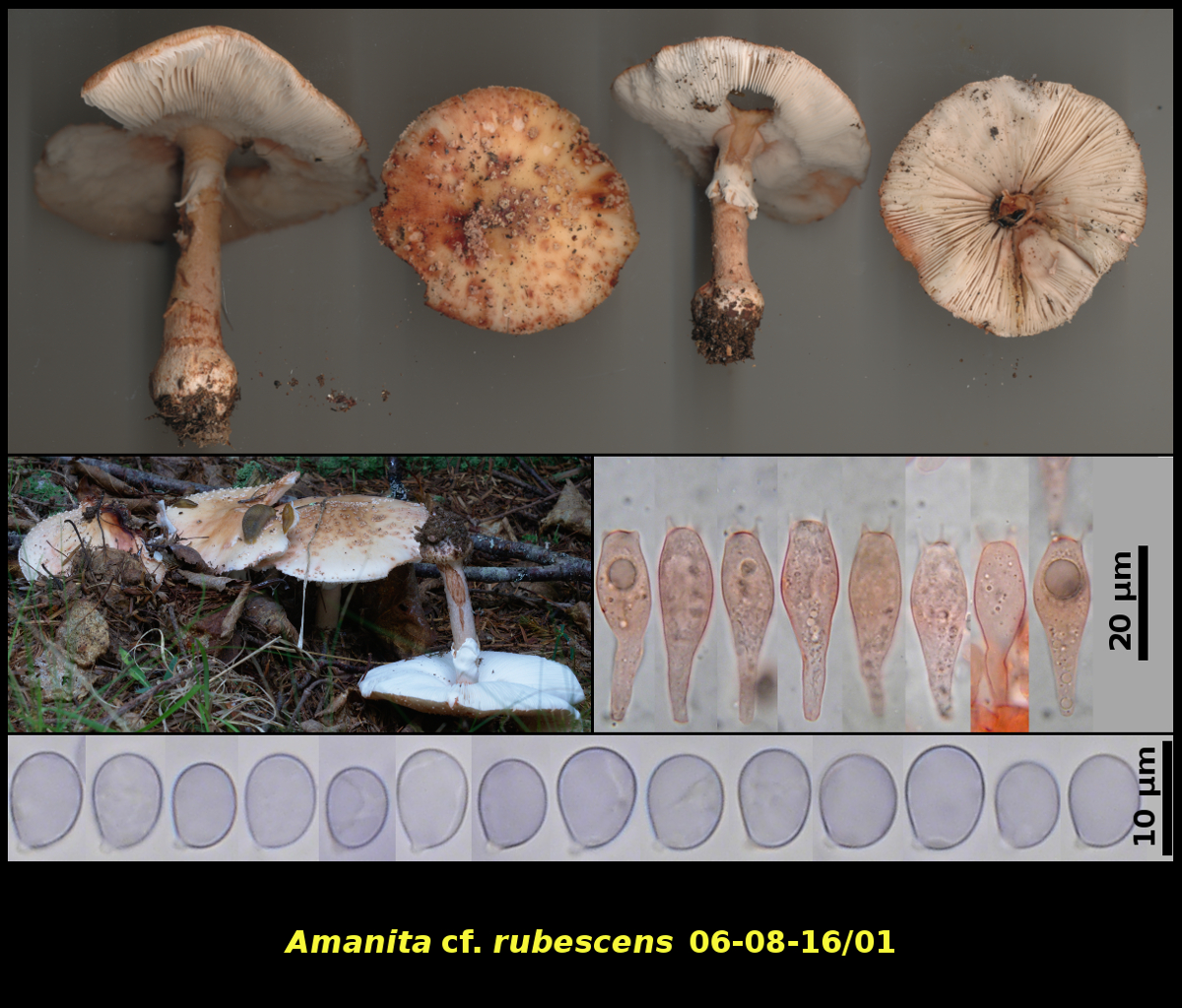 Picture of <i>Amanita</i> cf. <i>rubescens</i>